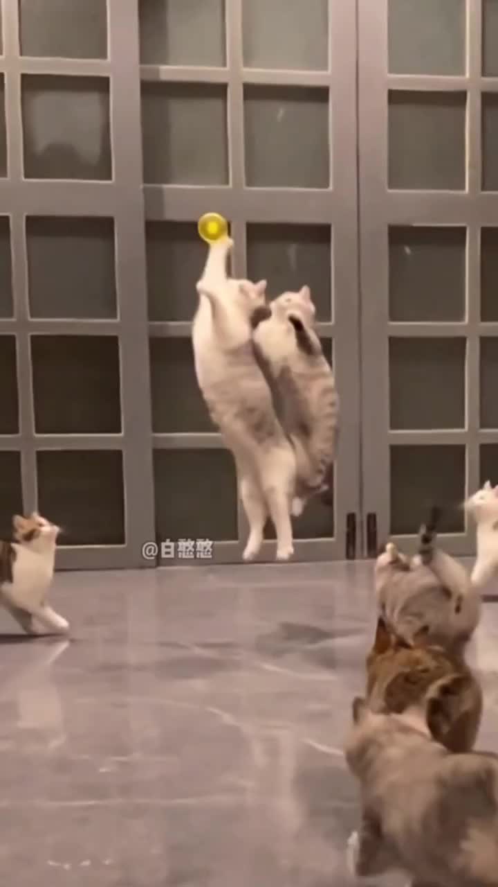 nice catch n landing 😹😹
