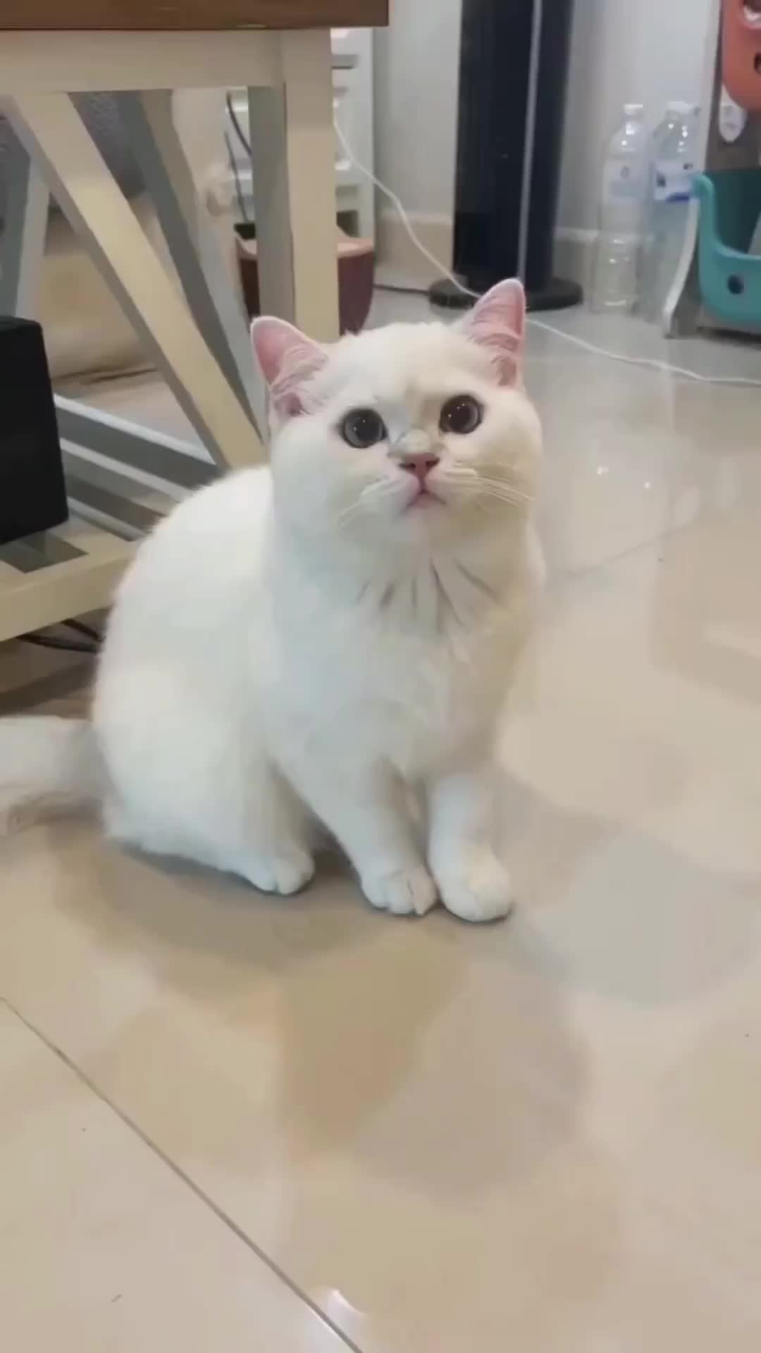 Mancam macam ketawa gemoy