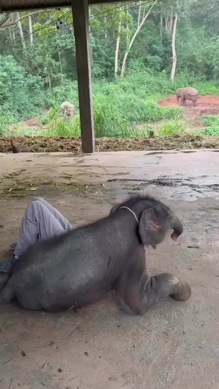 Ditimpa bayi gajah