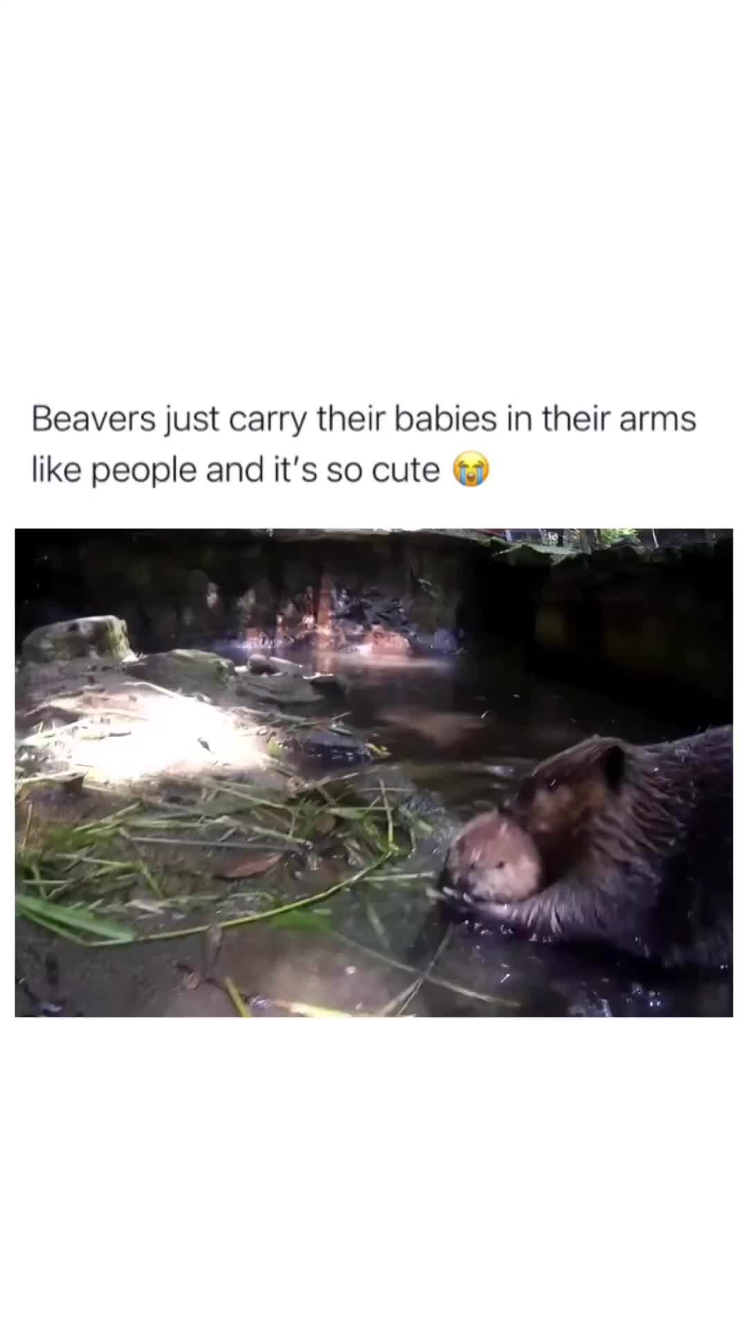Anak kesayangan mamak