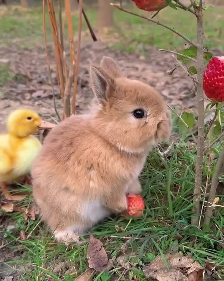 nyam nyam