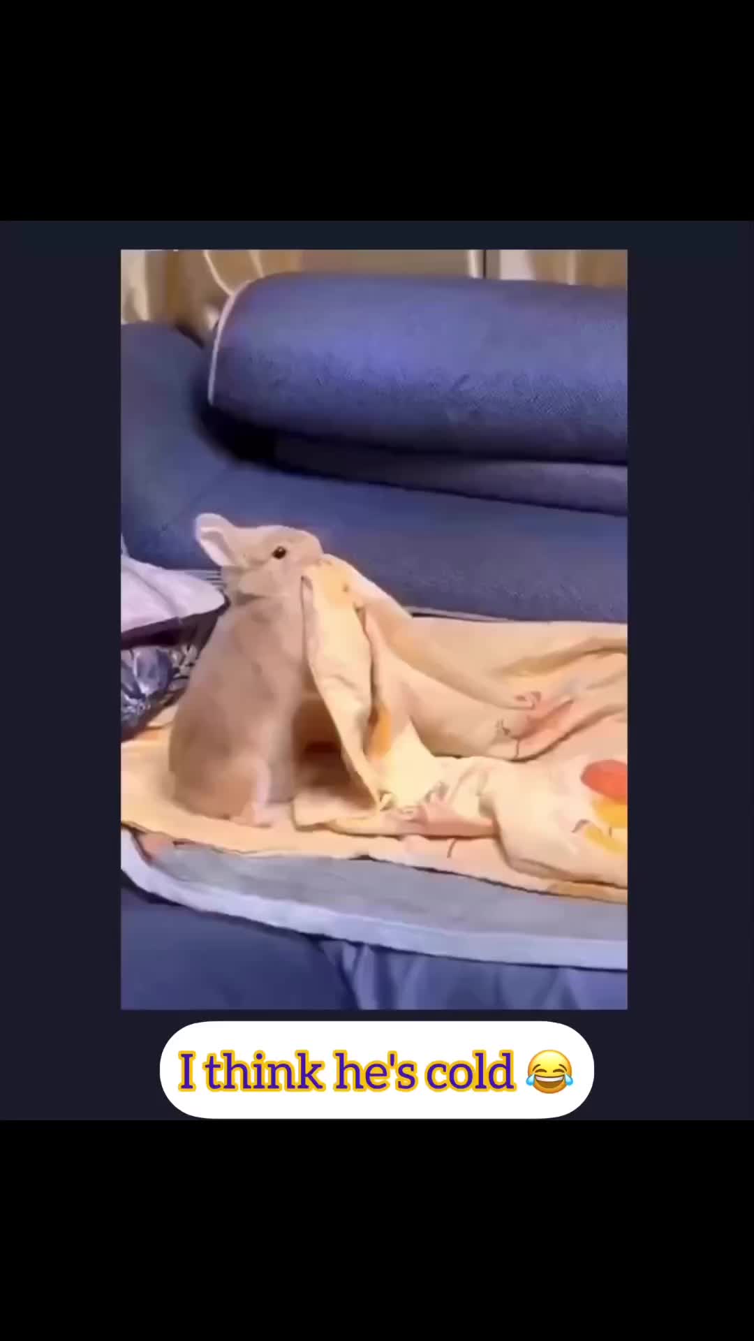 Dingin bngt butuh kehangatan
