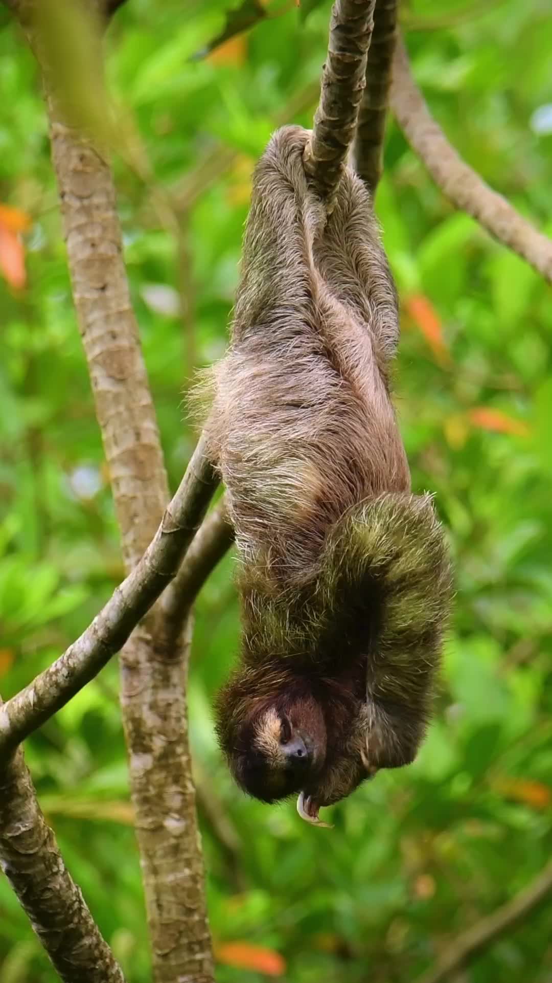 Gatel banget belom mandi