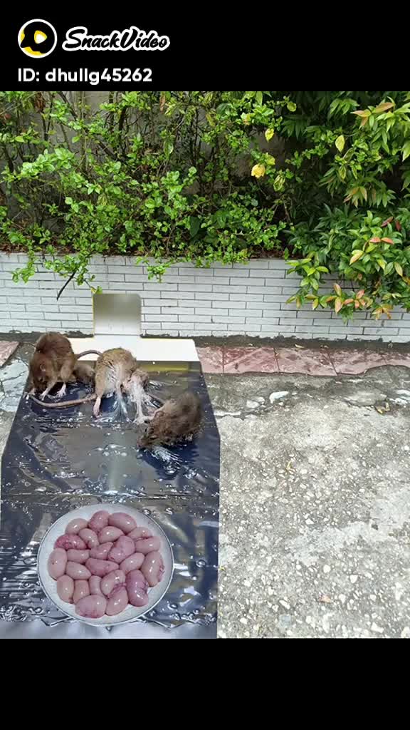 lagi ngejerat tikus gaes