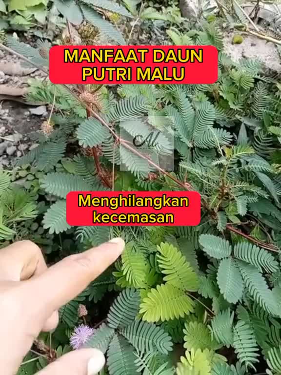 manfaay daun putri malu
