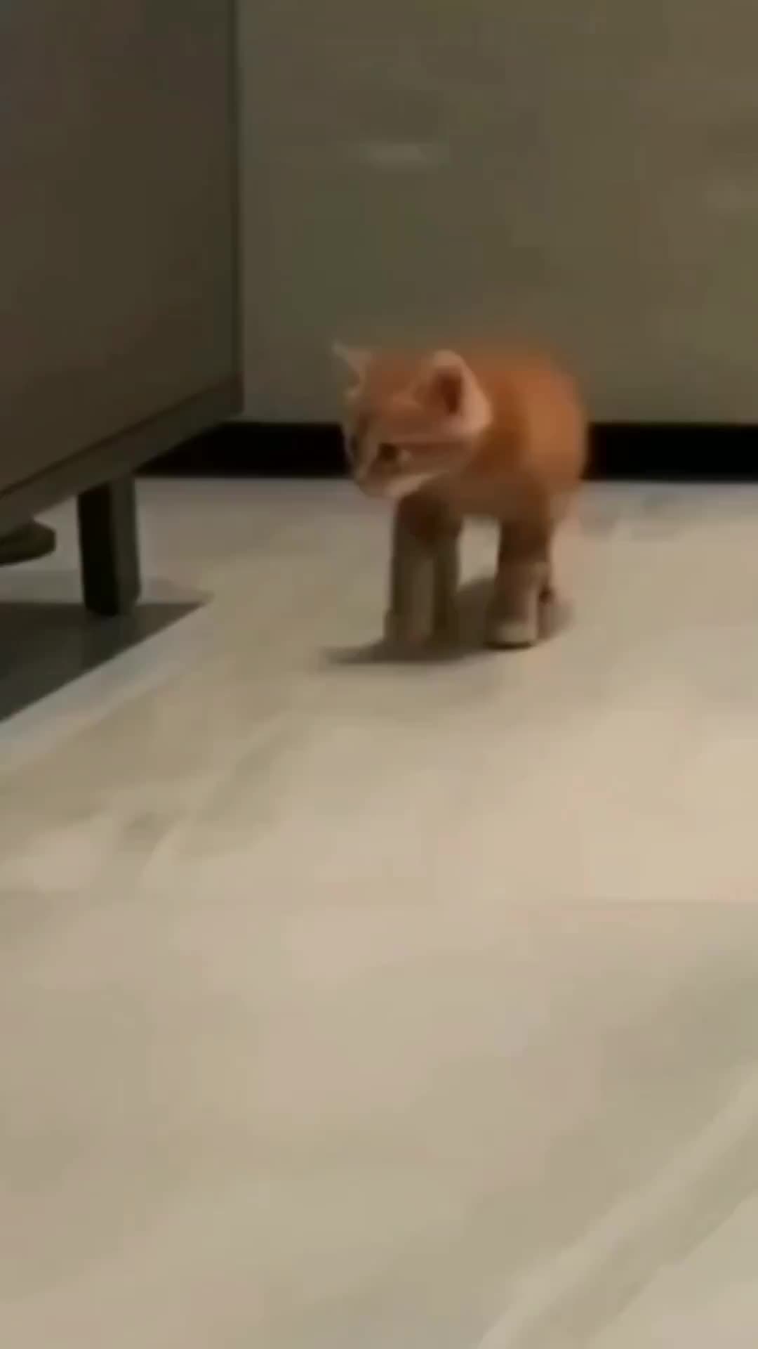 Meauuu