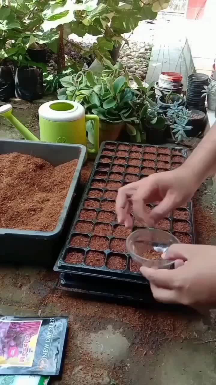 Yang disemai kayanya bayam merah, kok yang numbuh hijau 😅😁