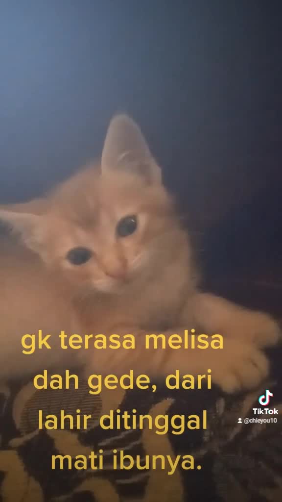 ngevlog sehari bareng melisa kucingku...bantu vote share n like