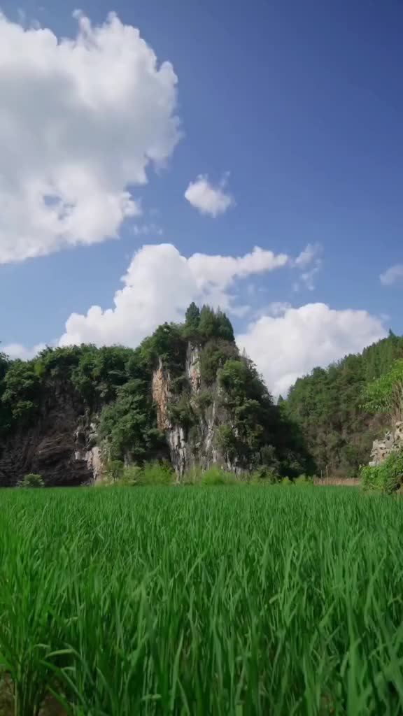 Cultured mulberry silkworm