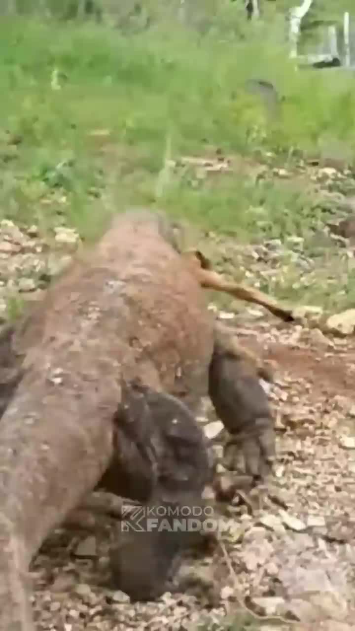baru tau komoda bisa lari