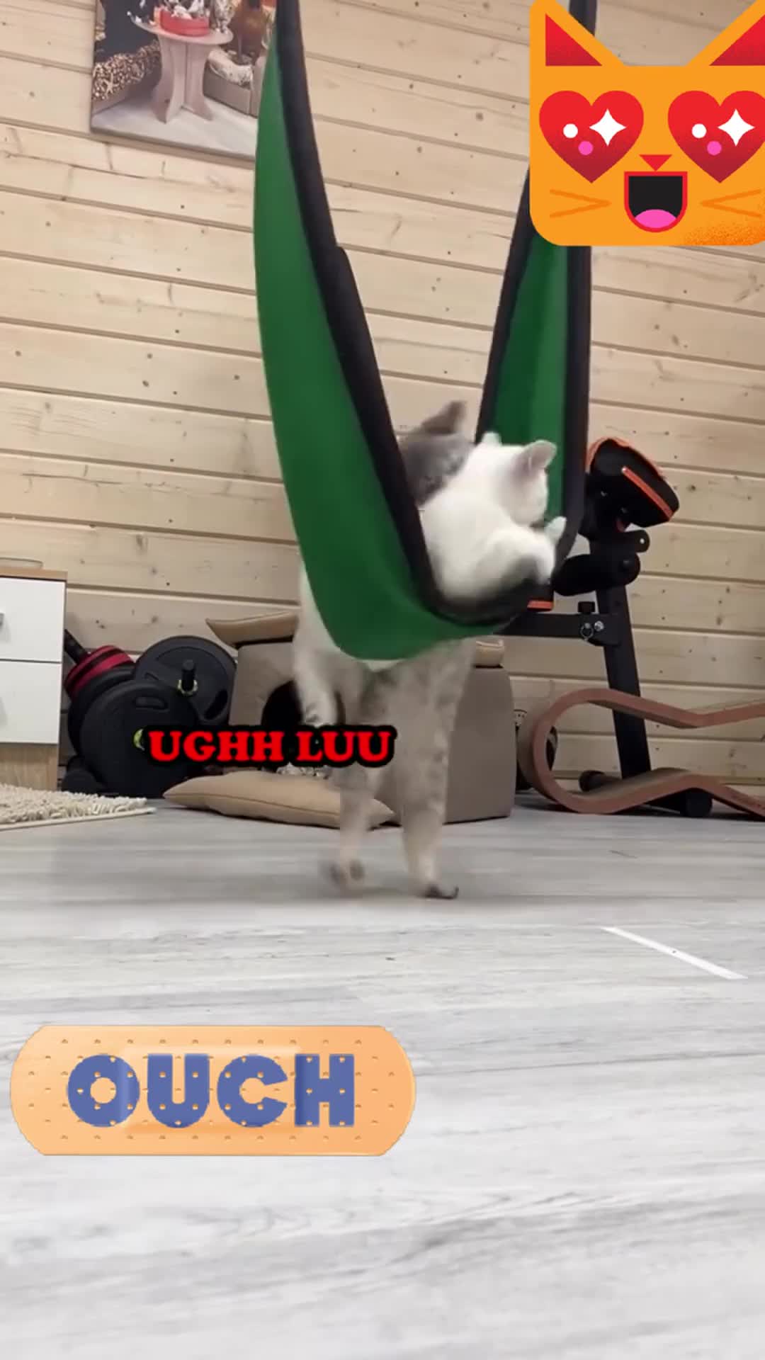 kucing banyak tingkah