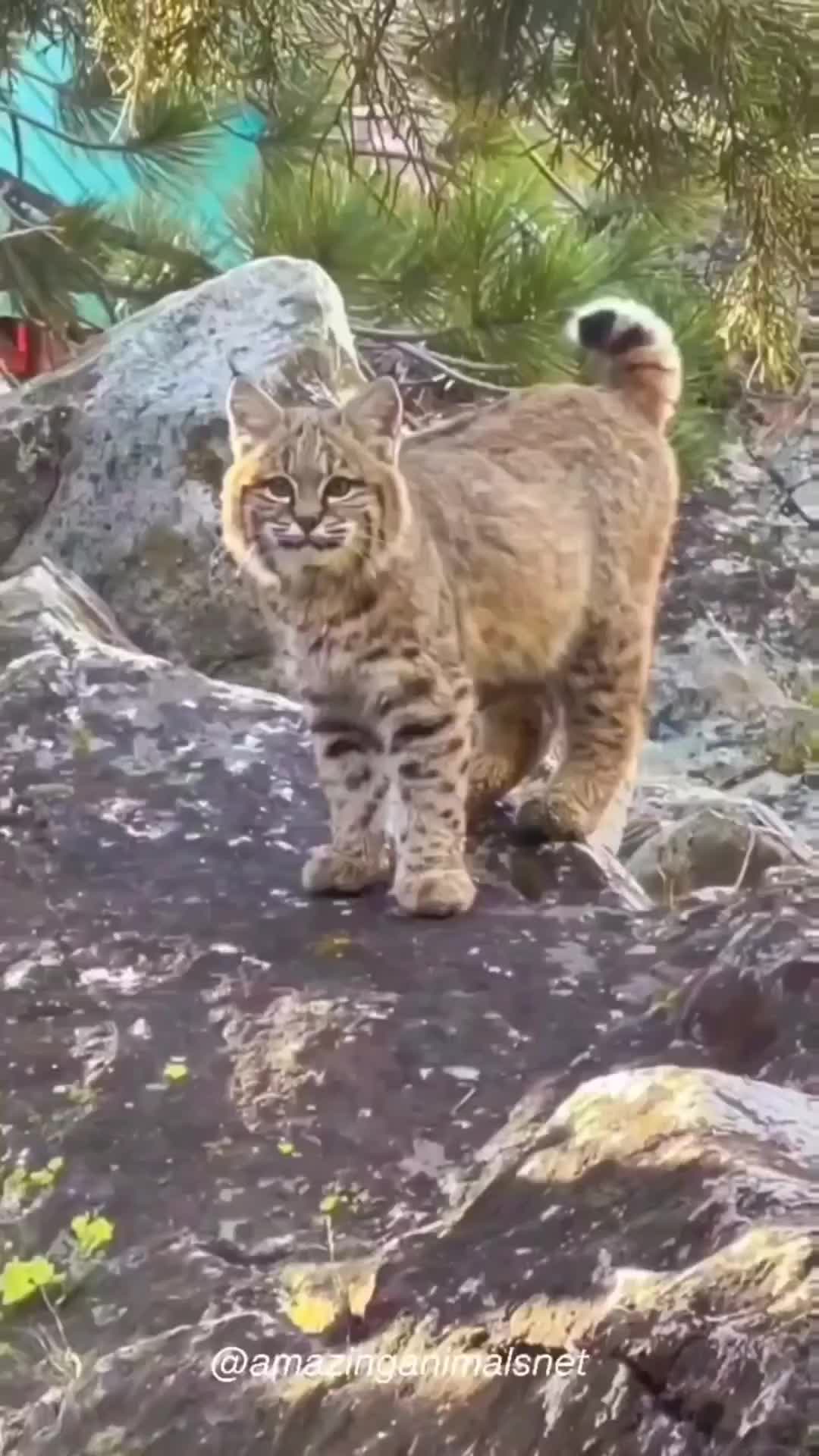 Gemoy lagi liatin siapa tu