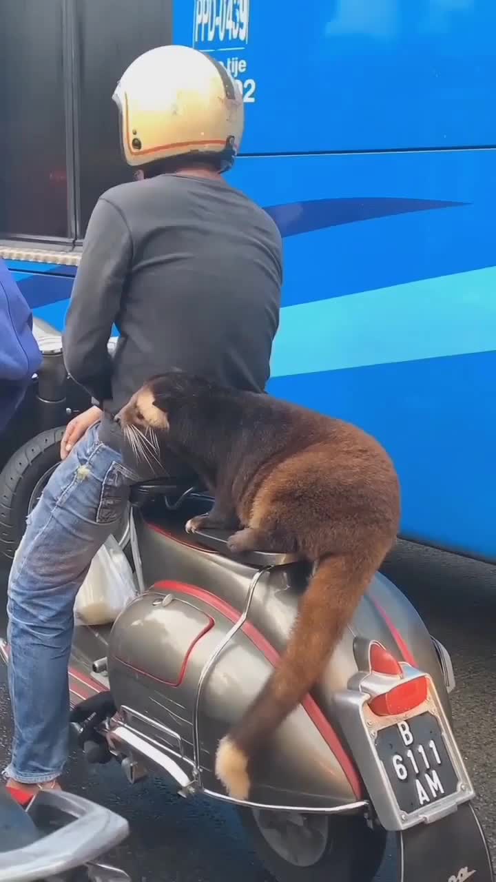 binatang apa yah?