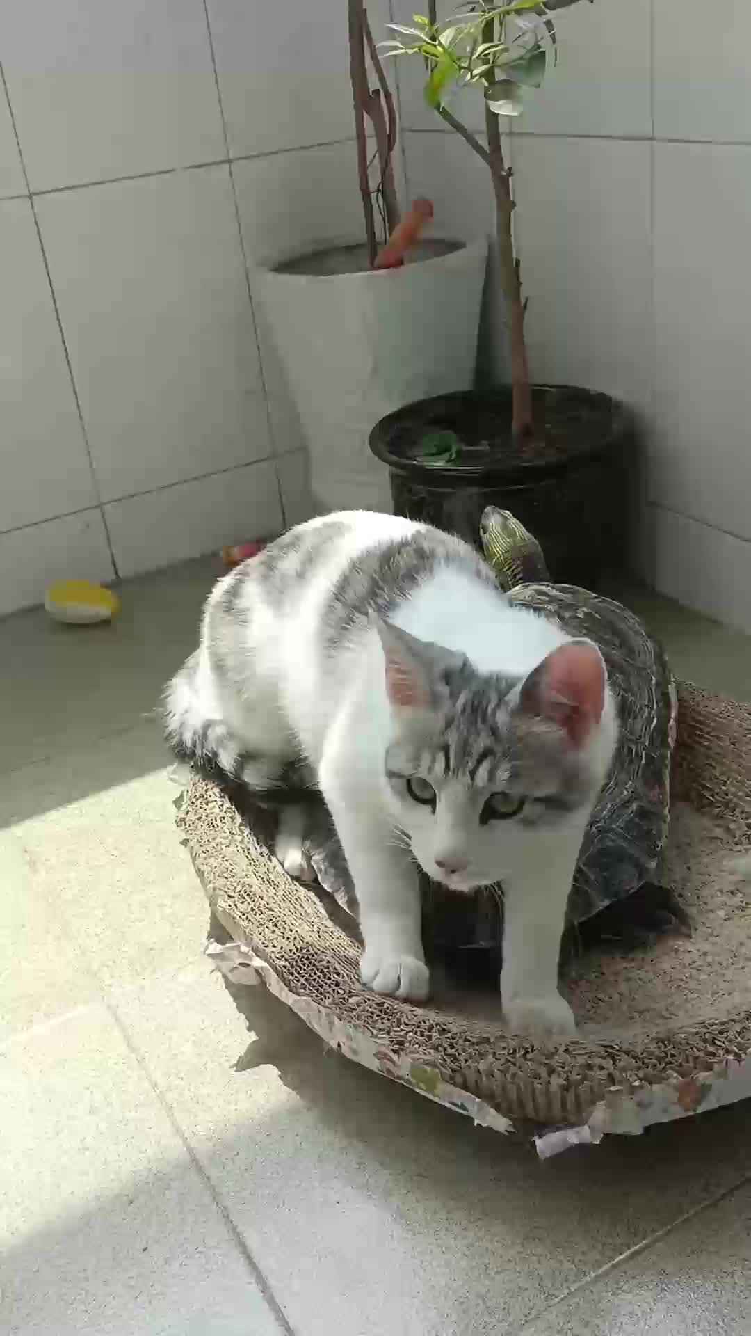 Numpang dikit ya bro