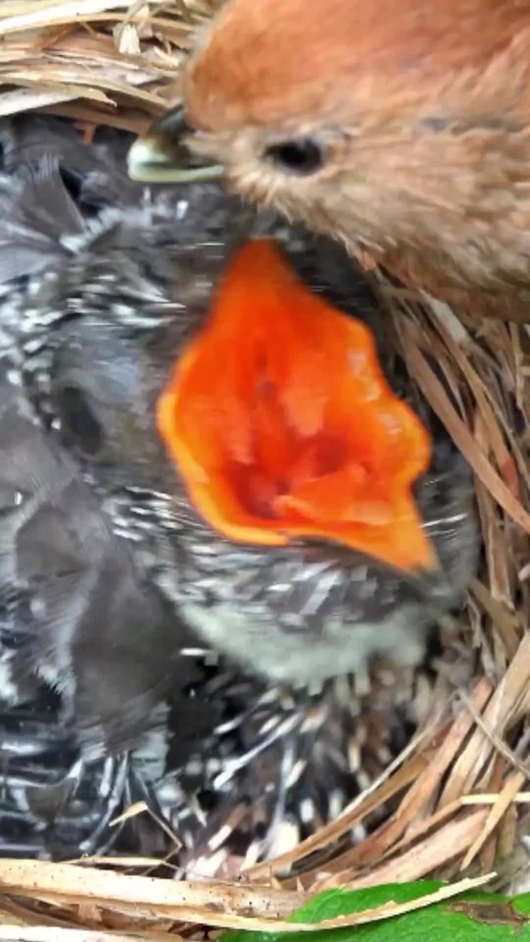 Bayi burung lagi sarapan
