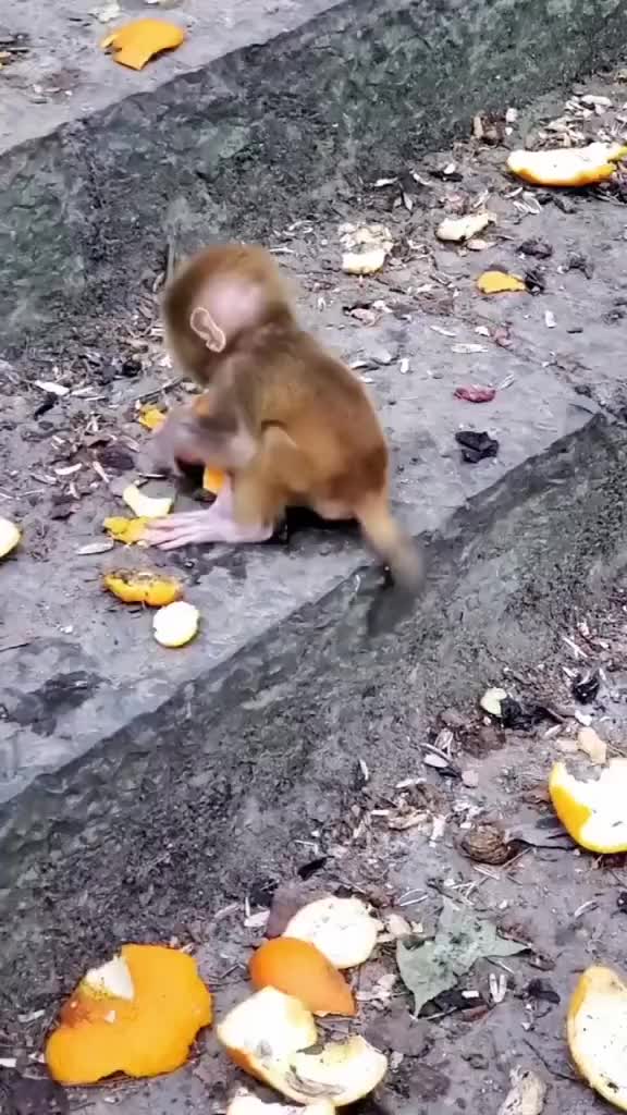 Adek jatuh mak