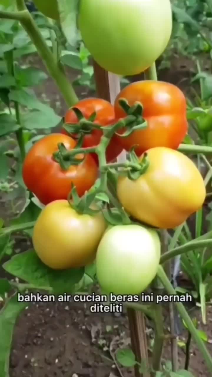 Manfaat Air Beras Untuk Tumbuhan