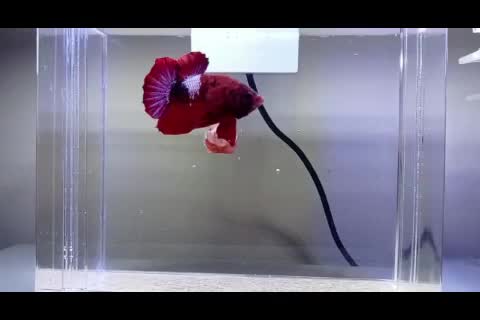 bettafish hasil breeding sendiri, ayo semangat berkarya!!!#syt2 #homeoftalent