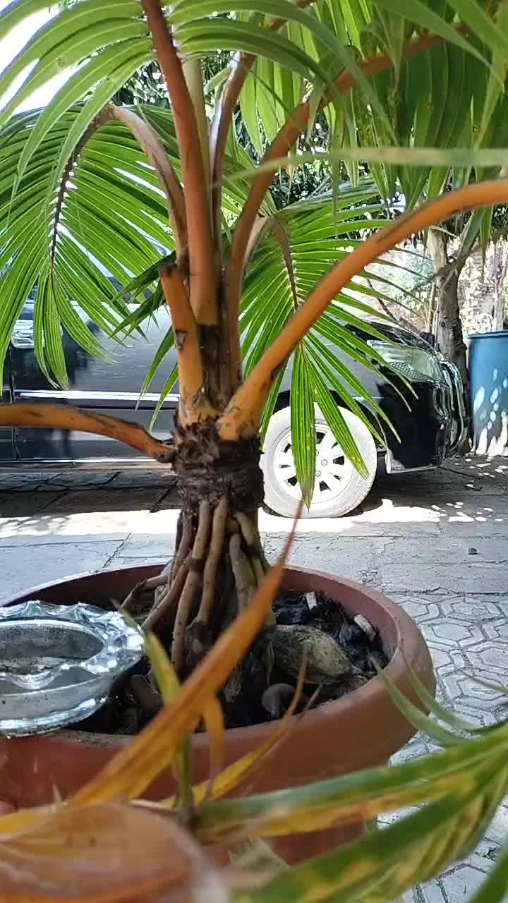 bonsai kelapa 