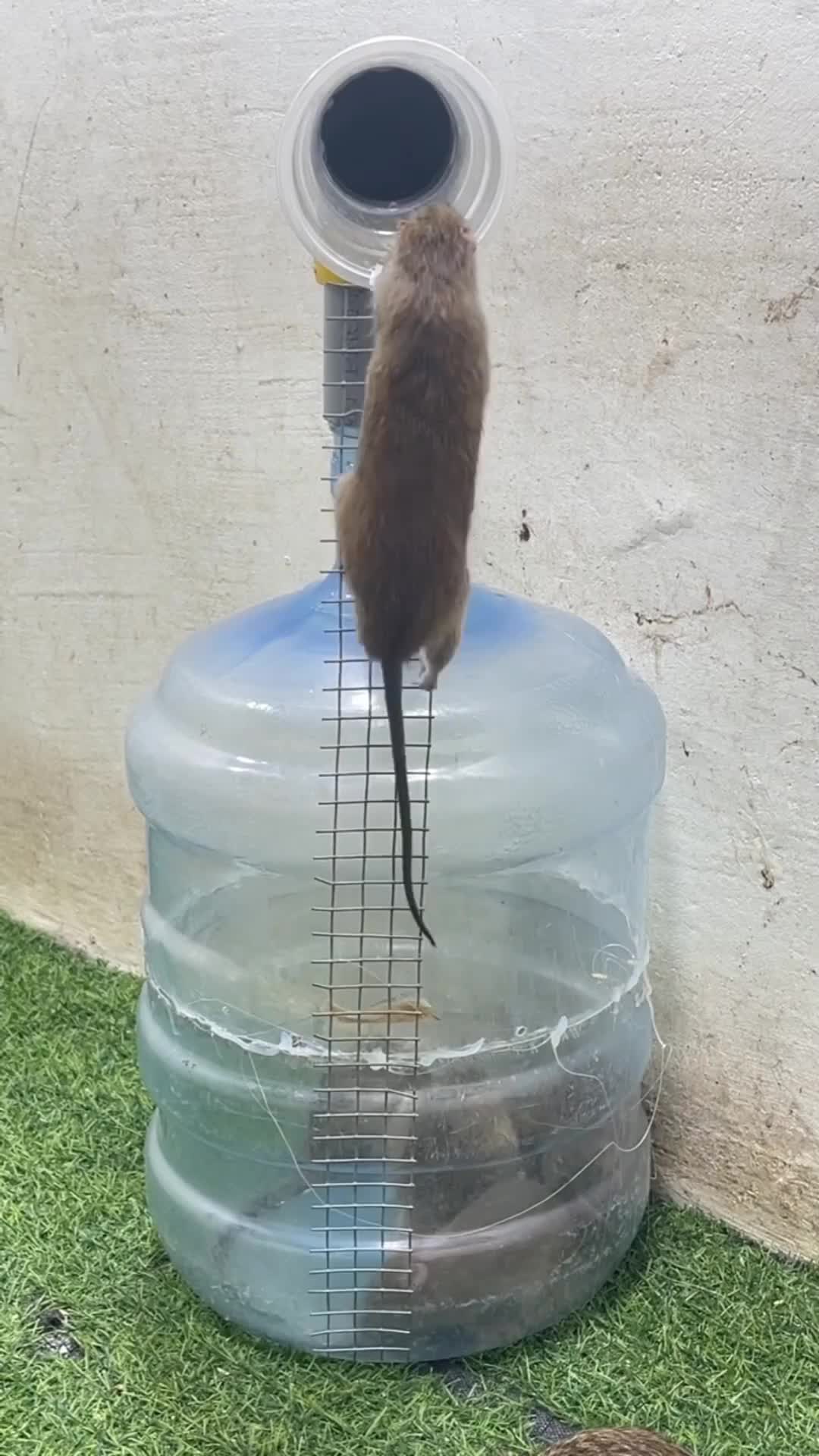 Bisa panen tikus abis ini