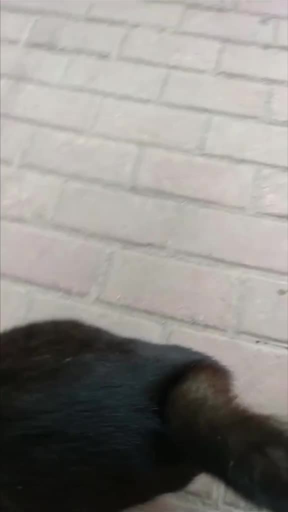 Tutorial masuk lewat pagar