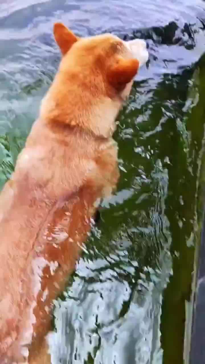 Ngajarin ikan berenang