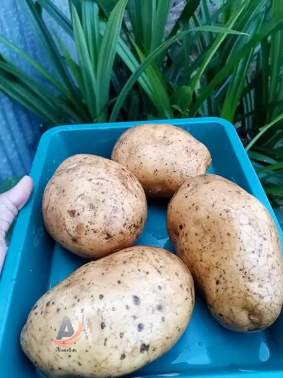 yang tidak boleh masuk kulkas