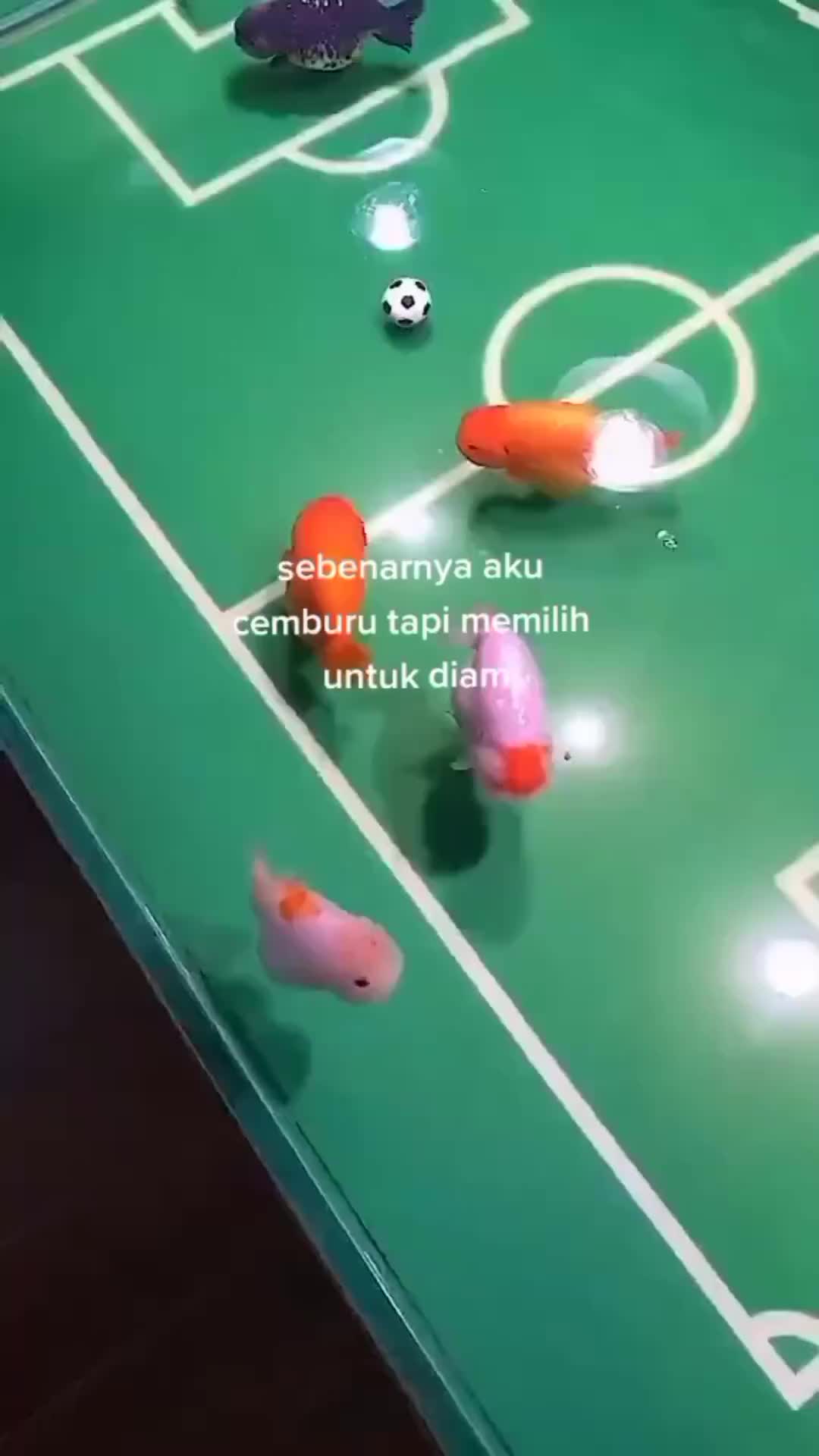 ikan mas koki bermain bola