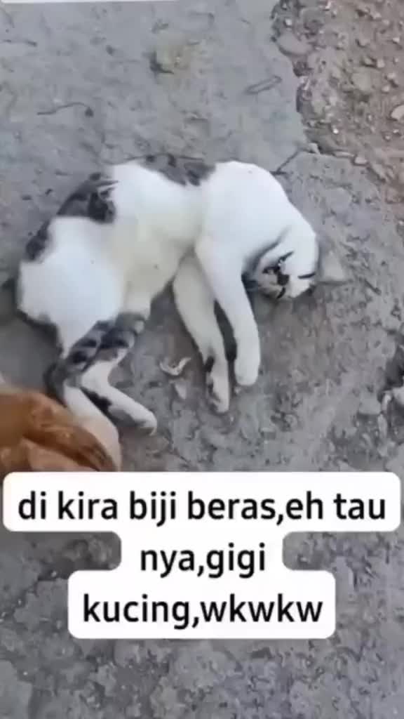 Salah kira