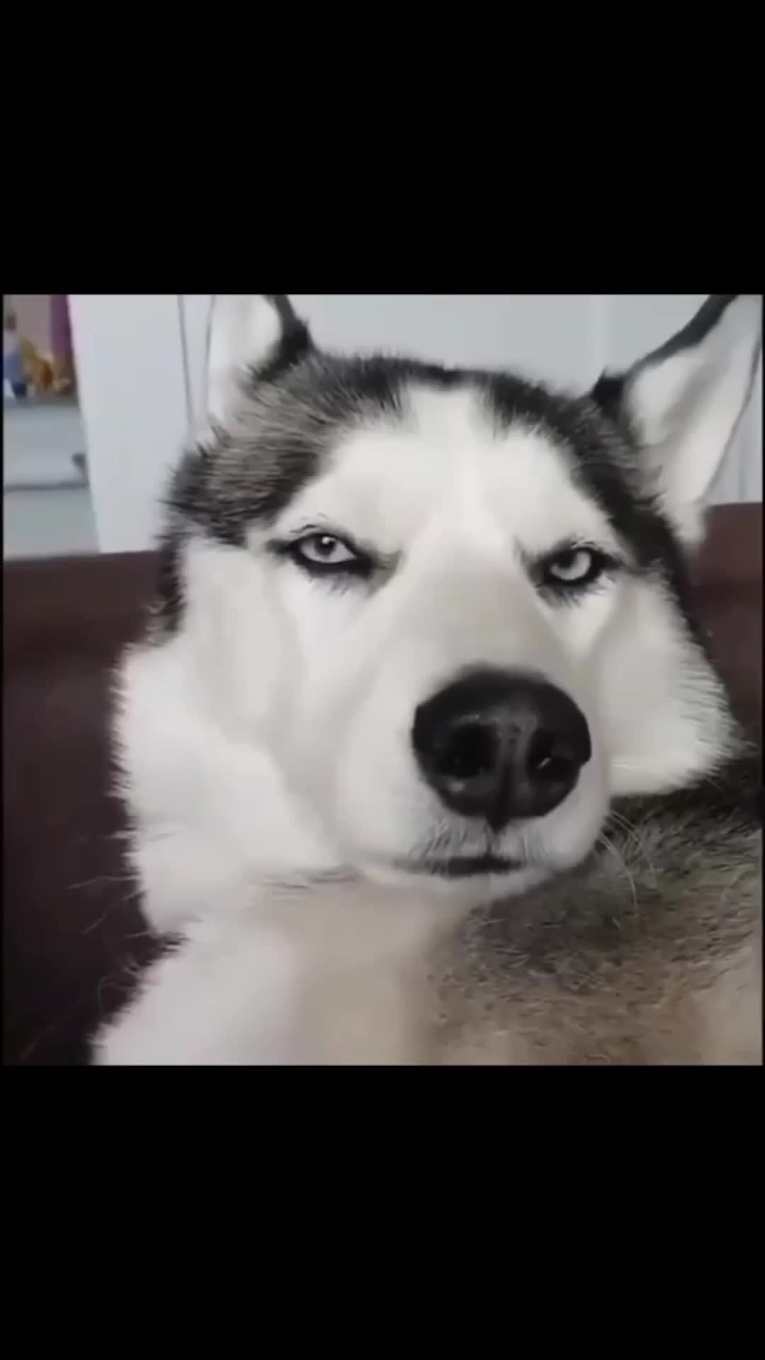 Ngasuh bayii human