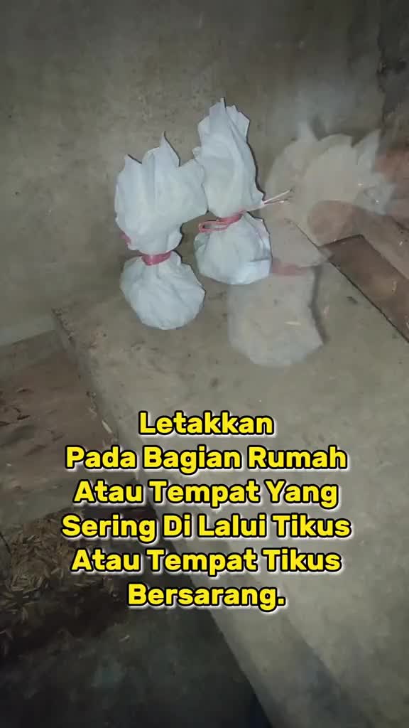 tikus di rumah langsung kabur