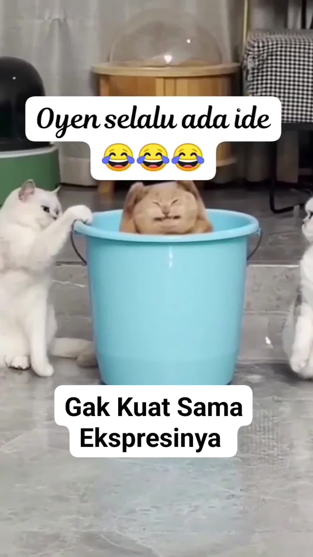 oyen selalu ada ide