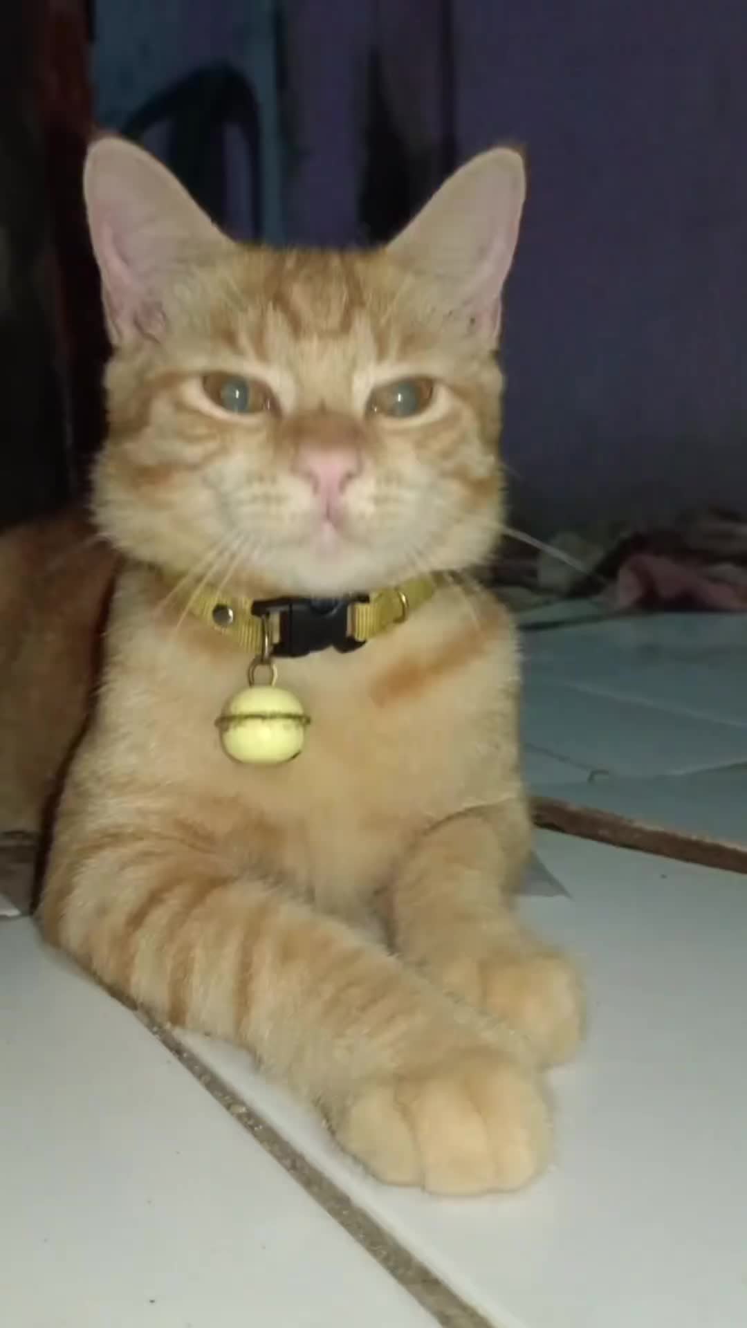 Goldy