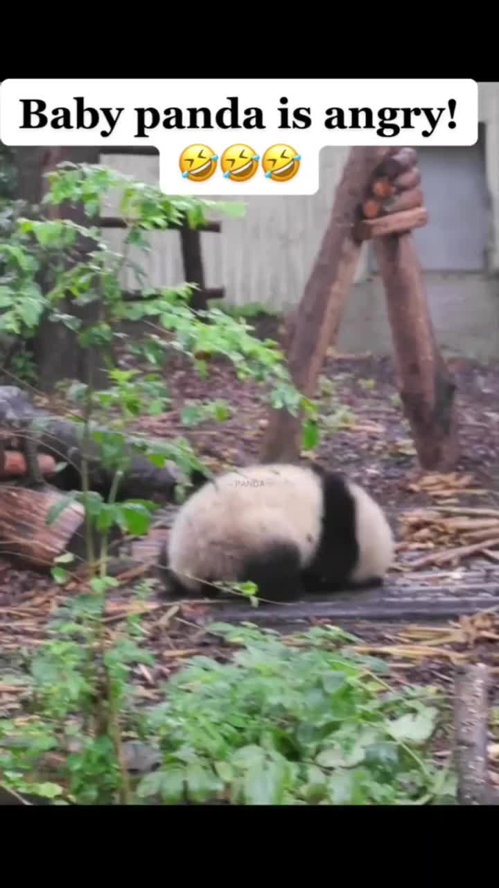 Bayi panda ngamuk