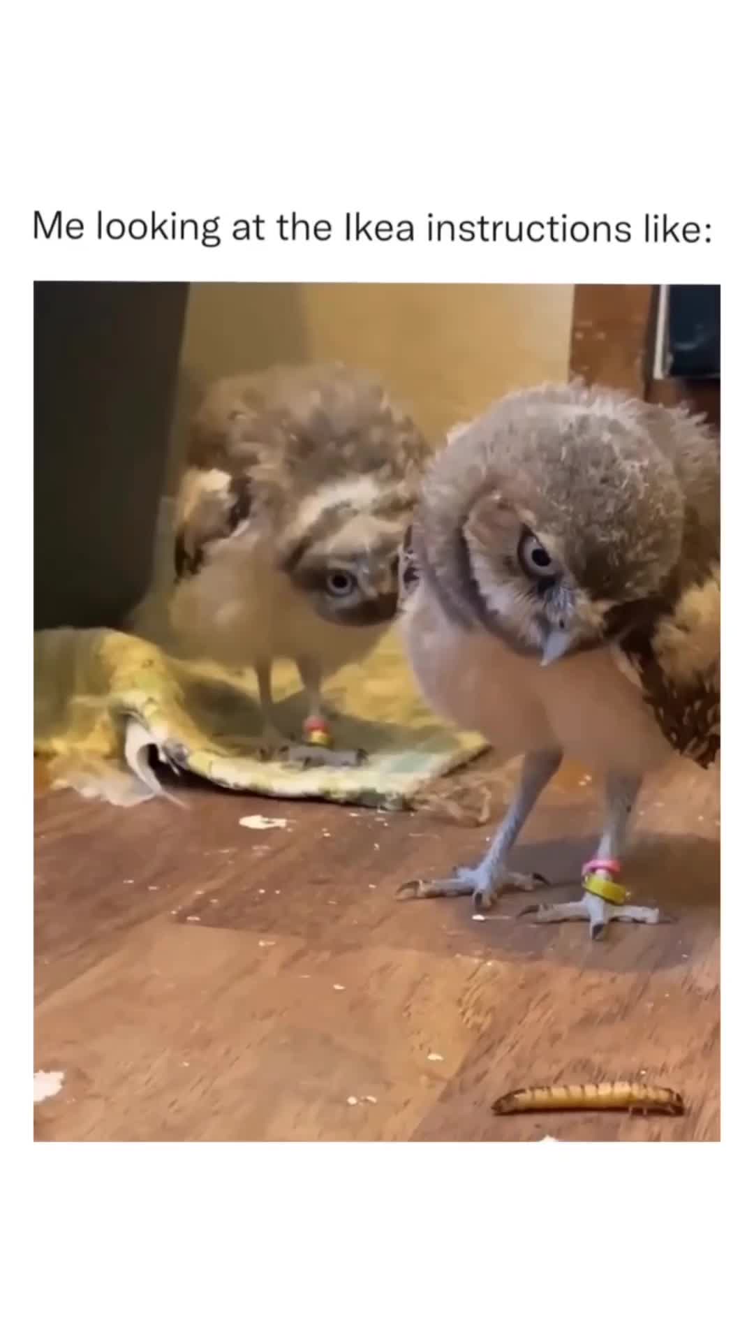Kau ni ape?