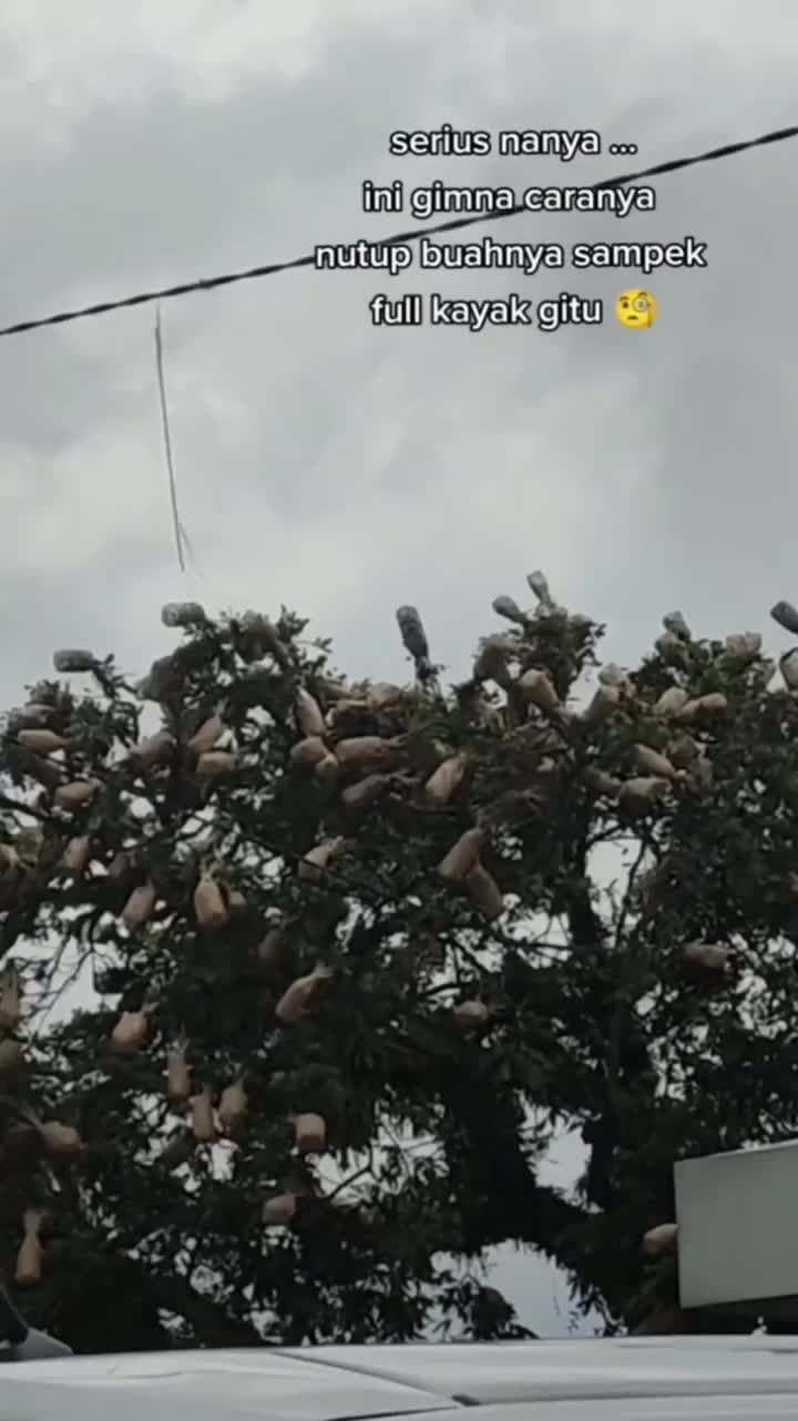 Siapa Yang Bungkusin Itu Ya?