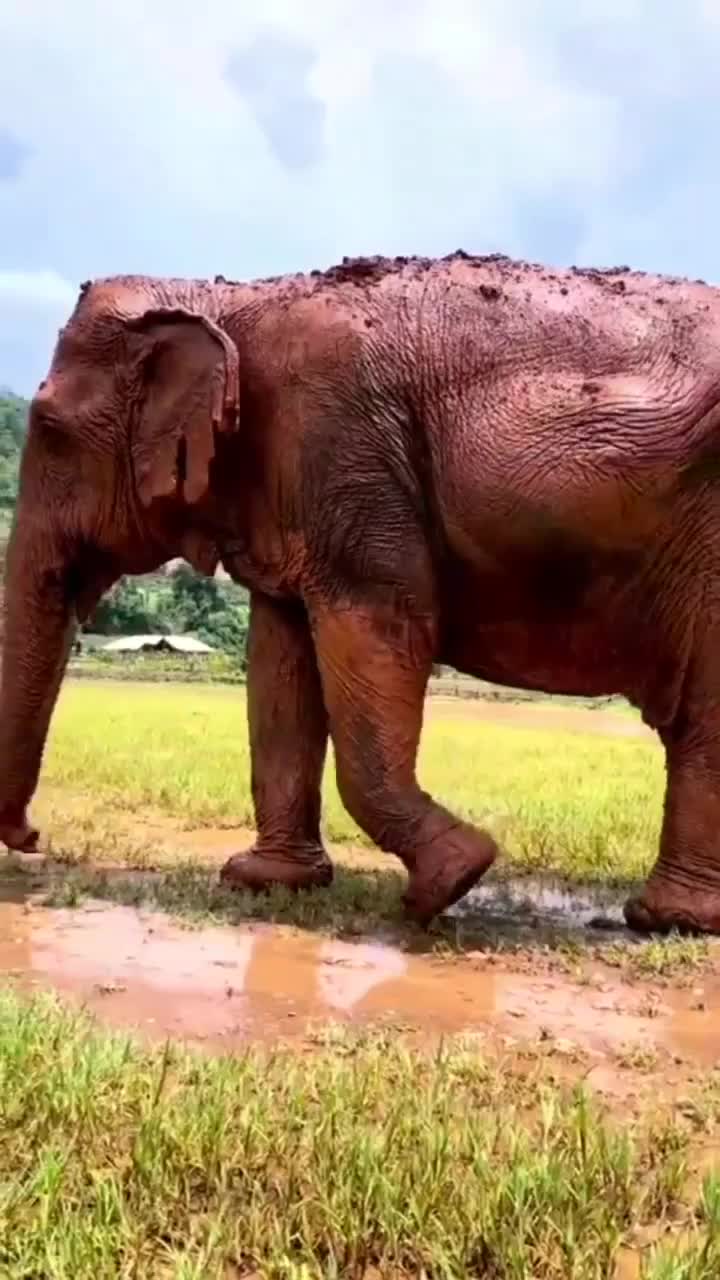 Kira kira berapa ya umur gajah ini sudah tua banget :(