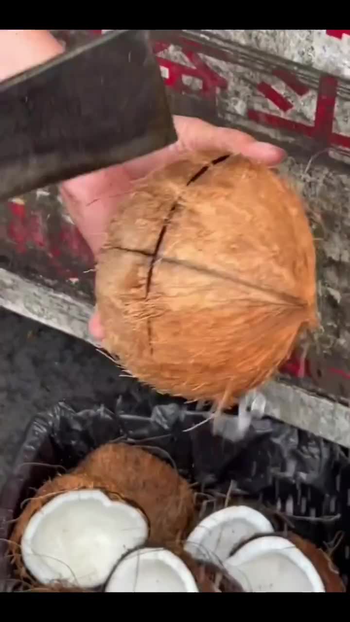kelapa tp dagingnya di tengah