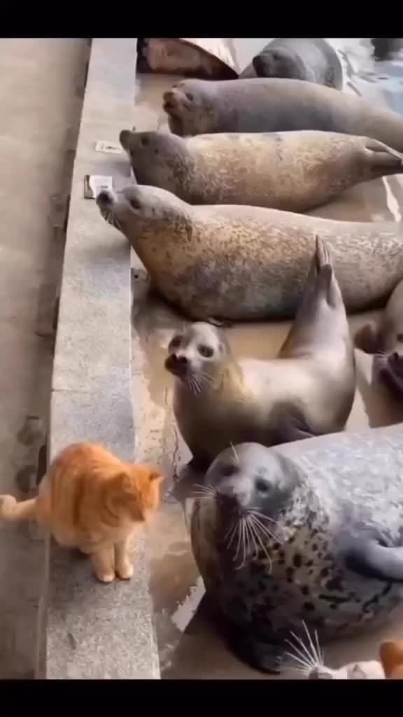 Gantian dong jangan asik lu aje, gue tampol juga ni dugong