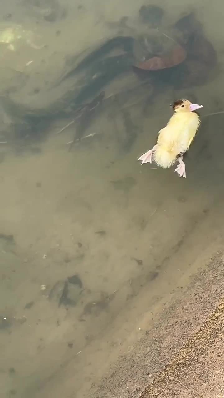 Udah capek berenang jadi tepar