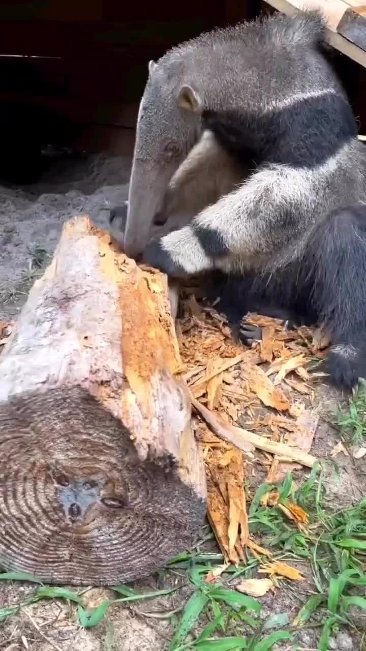 Ada yang tau ini hewan apa