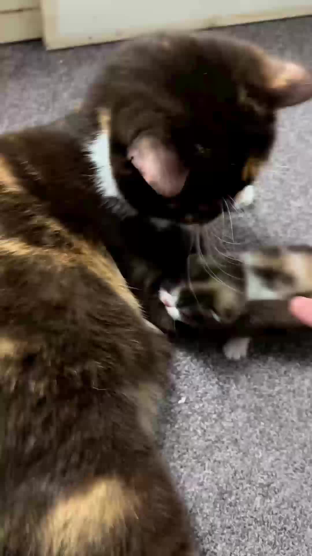 Anak kesayangan mama