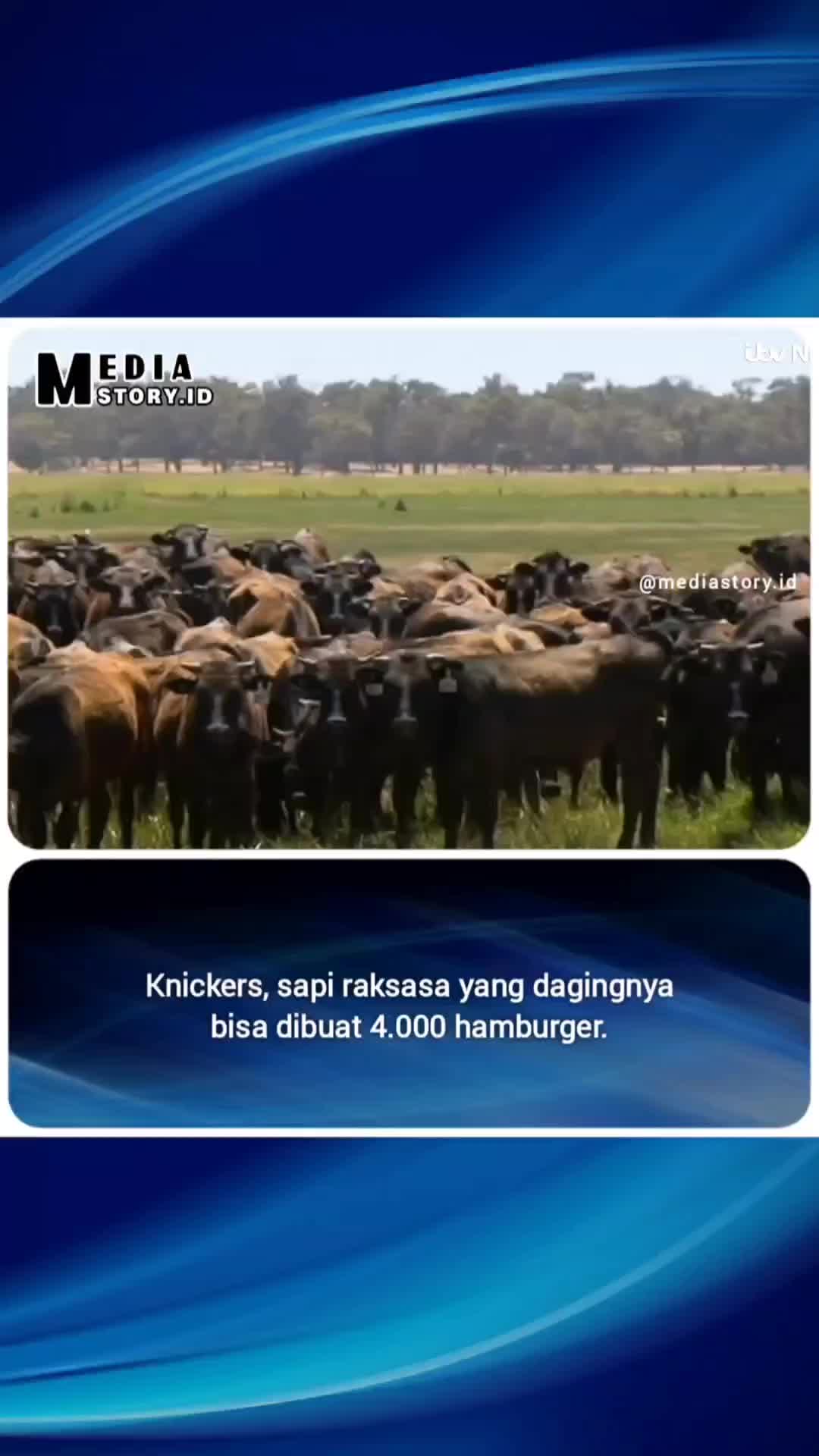 sapi raksasa