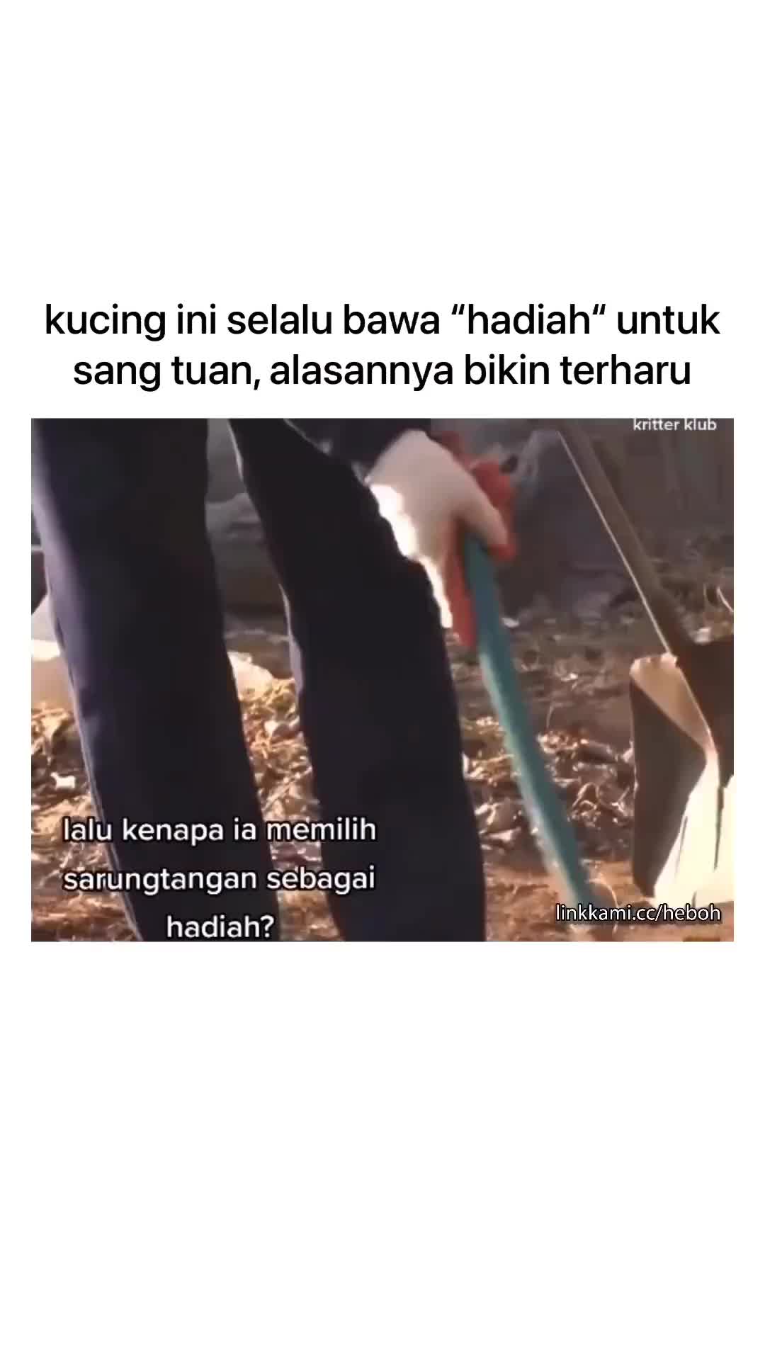 Kucing juga bisa balas budi