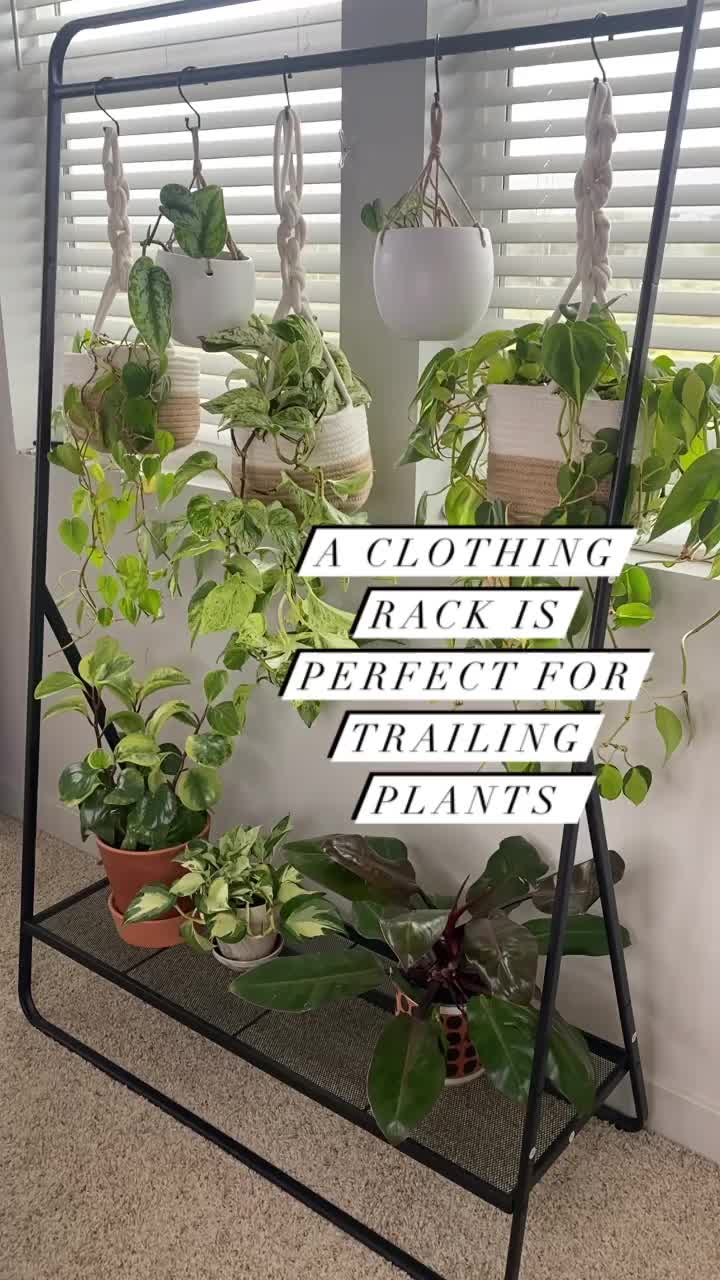Ide placing tanaman buat dalam ruangan🌿🤍