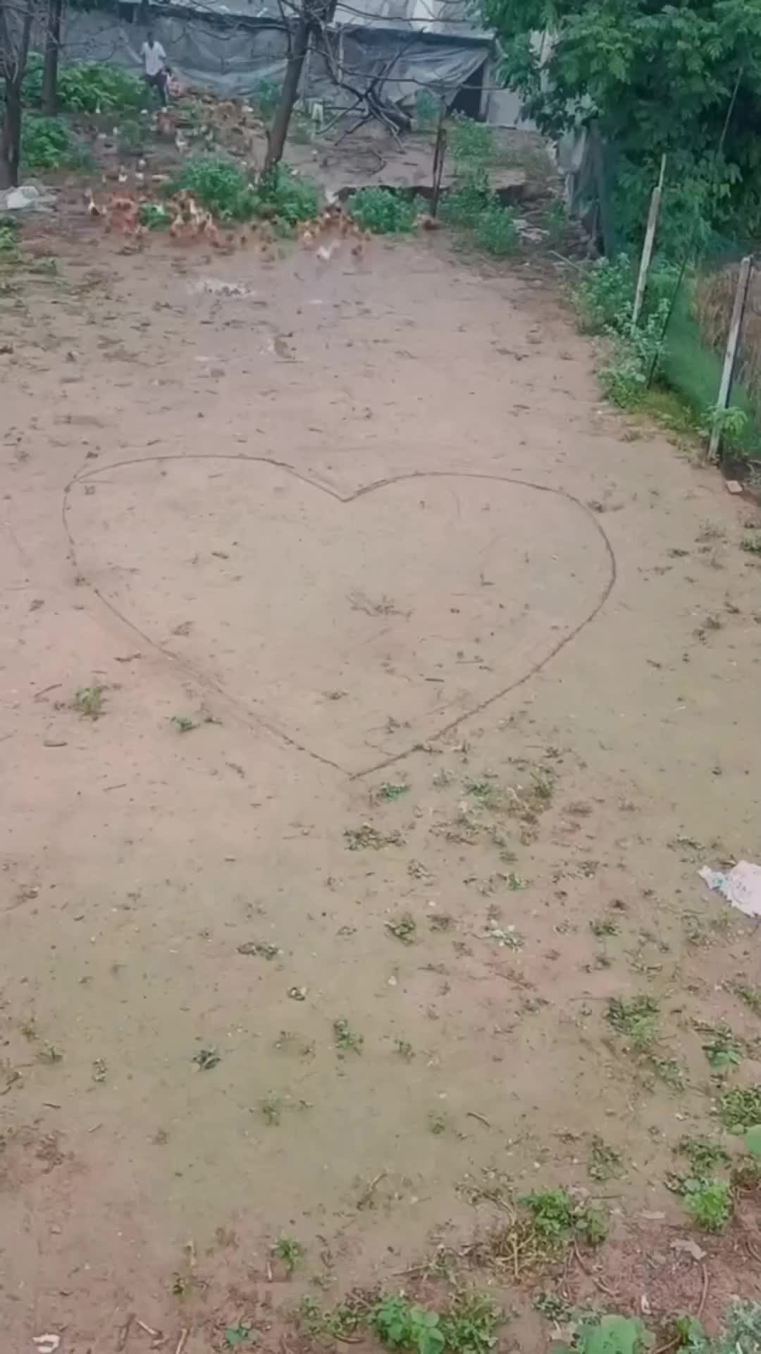 apakah ini yg disebut hati ayam