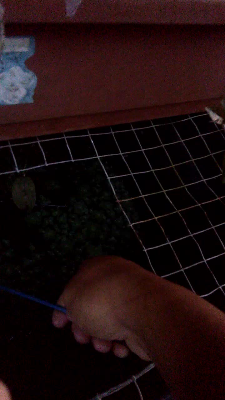 lagi suka pelihara ikan chana....#showyourtalent bantu vote share n like