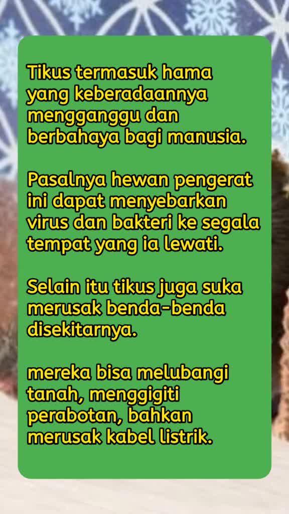 usir tikus di dalam rumah