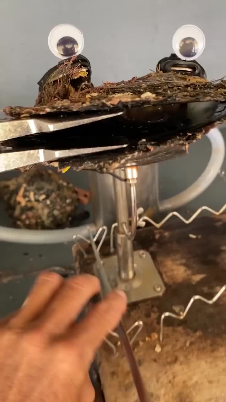 mutiara yang sangat langka. mutiara emas