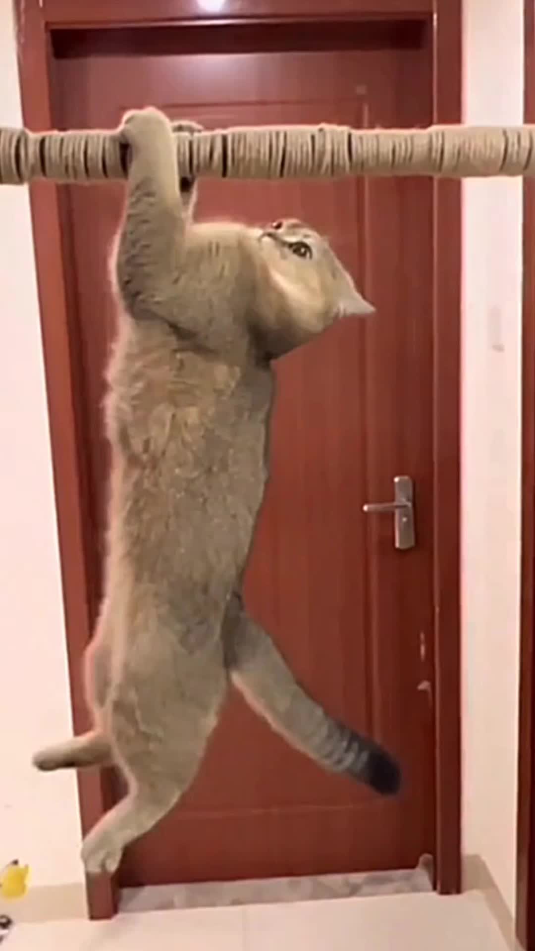 Ketika si meng sakit hati